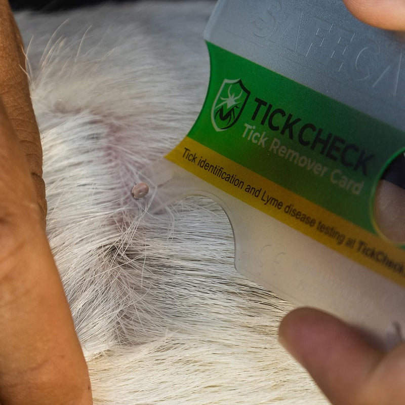 Tick Remover Card - Wallet Sized Tick Removal Tool with Free Tick ID Card & Testing Information - for People, Dogs, Cats (1 Pack) 1 - PawsPlanet Australia