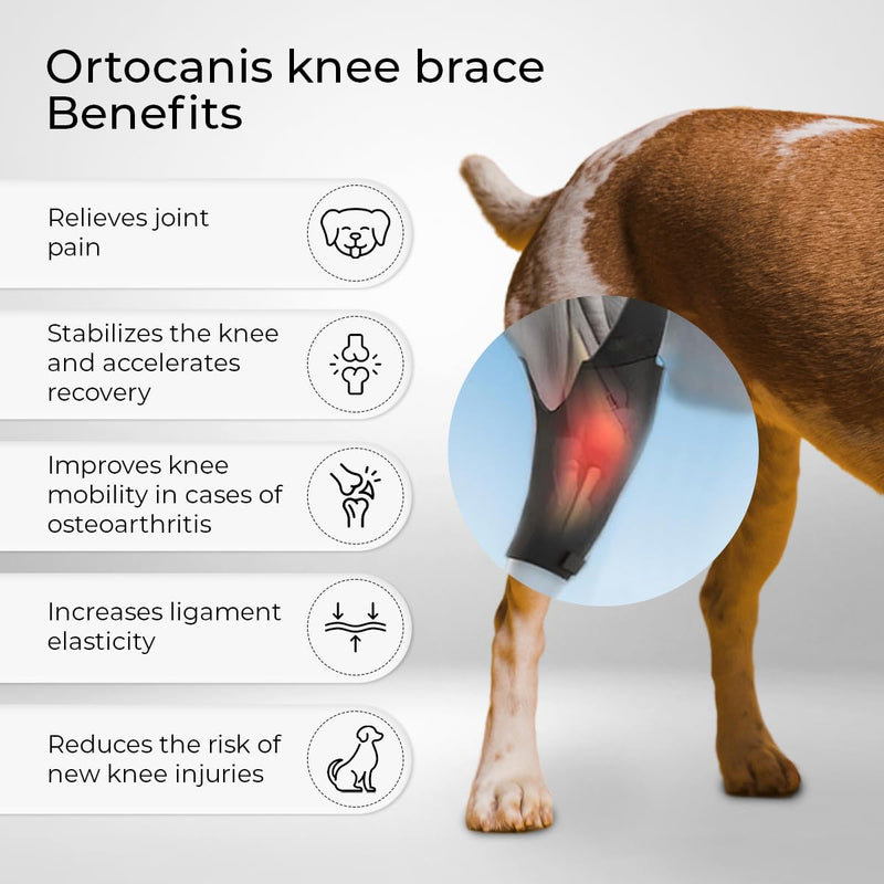 Ortocanis - Dog Knee Brace - for Left Hind Leg - Made of ARD Neoprene - for ACL Tear, Ligament Injuries, Patellar Luxation or Osteoarthritis - Size Large (12,3-14,2 ") Left Leg Size Large (12,3 - 14,2 ") - PawsPlanet Australia