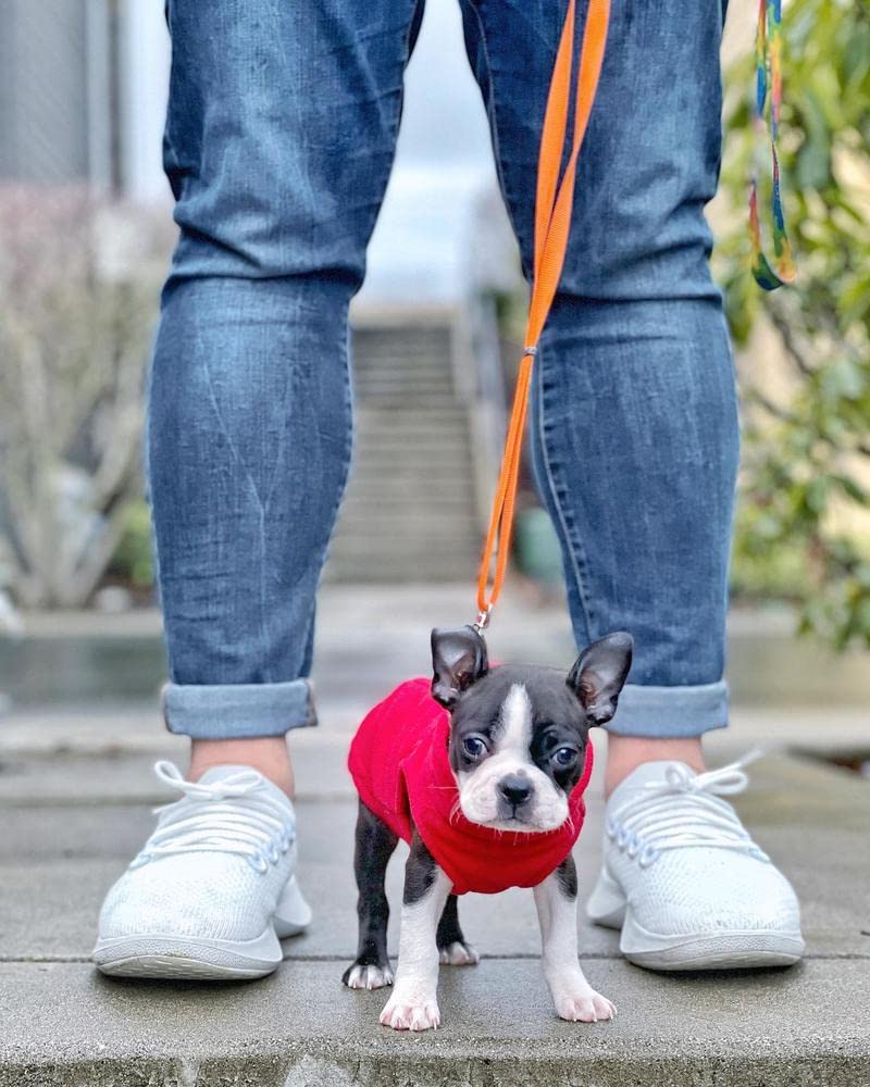 Gooby Stretch Fleece Vest Dog Sweater - Red, X-Small - Warm Pullover Fleece Dog Jacket - Winter Dog Clothes for Small Dogs Boy or Girl - Dog Sweaters for Small Dogs to Dog Sweaters for Large Dogs X-Small Length (7")