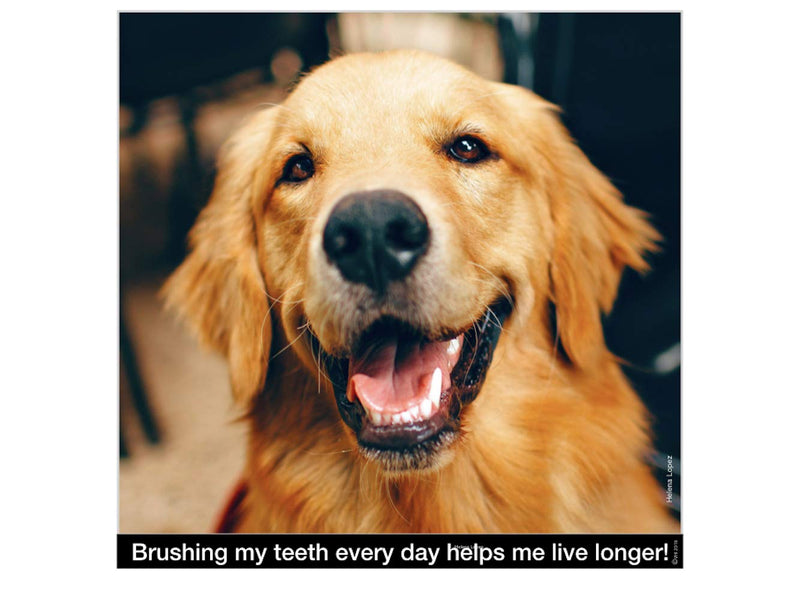 Brush My Teeth Big Dog Toothbrush, Rounded Brush Head with Soft Flexible Bristles for Safe and Gentle Brushing for Dogs, Any Large Breed or Puppy, Daily Brushing Adds Years of Healthy Life - PawsPlanet Australia