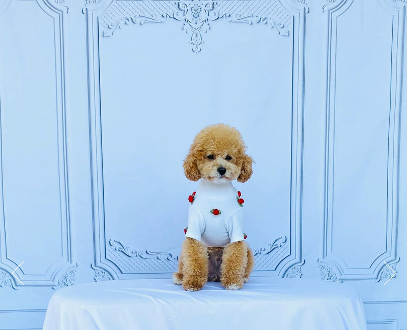 Pet Sweater with Red Roses for dog or cat (Medium) Medium - PawsPlanet Australia