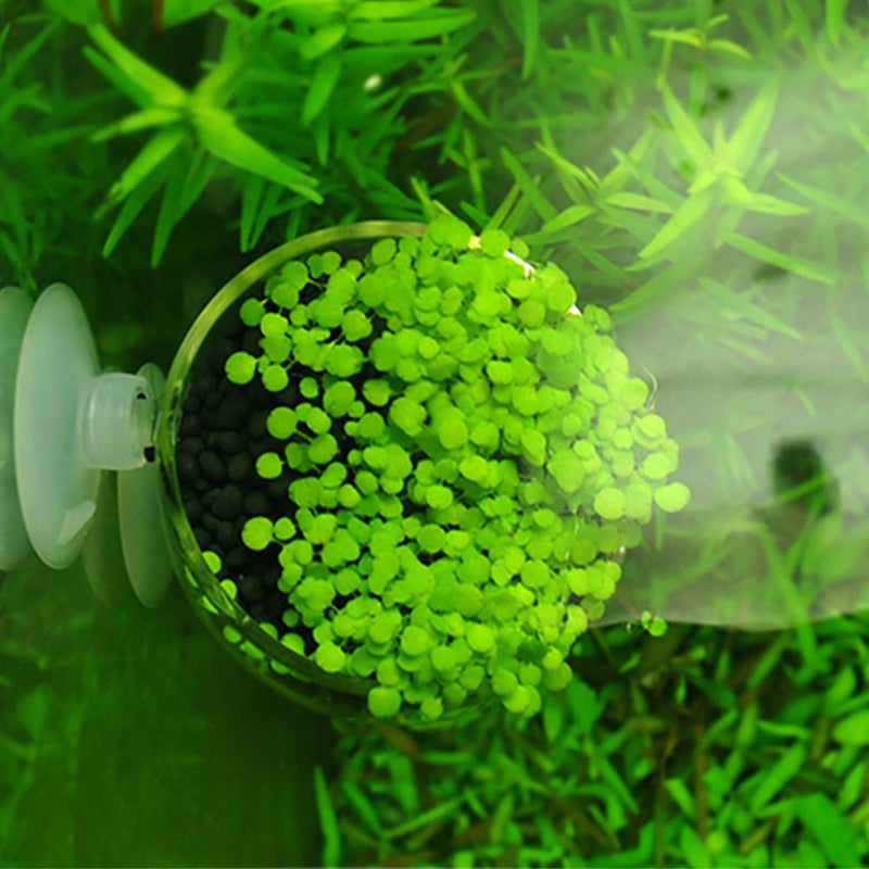 capetsma Crystal Glass Aquatic Plant Pot, Aquarium Aquatic Planter, Red Shrimp Live Plants Fish Tank Glass Holder with Suction Cups for Aquarium Aquascape Decoration… 2 pack - PawsPlanet Australia