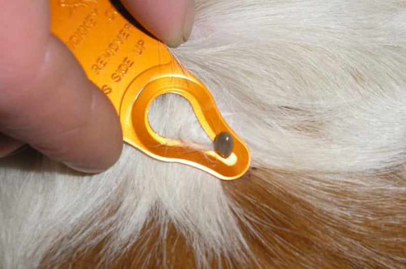 Tick Key pack of 2 Assorted - PawsPlanet Australia