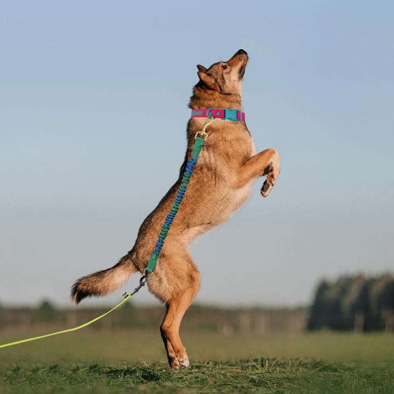 Wolfone Shock Absorber Reflective Threads Bungee Dog Leash for Running?Trainning?Recall 2-Pack Blue-Green Gradient 35-70cm - PawsPlanet Australia