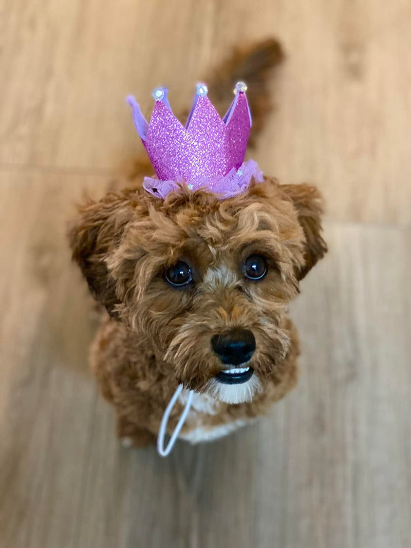 Dog Cat Birthday Hat Pet Party Crown Hat and Bow Tie Purple Breakaway Set Purple for Kitten Puppy