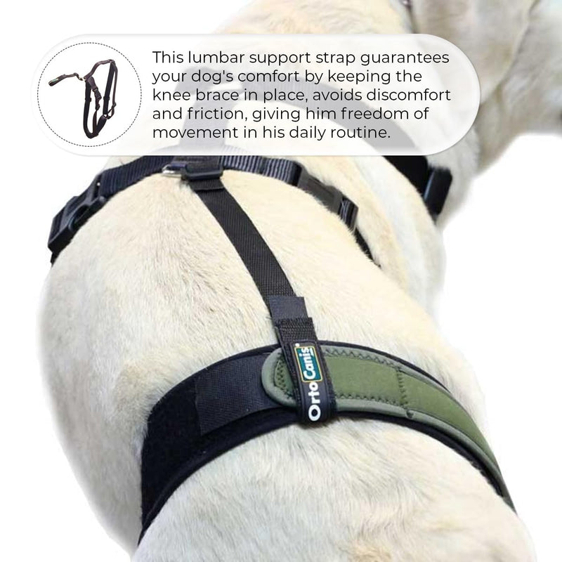 Ortocanis - Knee Brace Fastening Belt for Dog - Prevents Slippage - Improves Stability and Recovery - Size Harness + Leash: L 69-96 cm Belt for Knee Brace Size L (27-37")