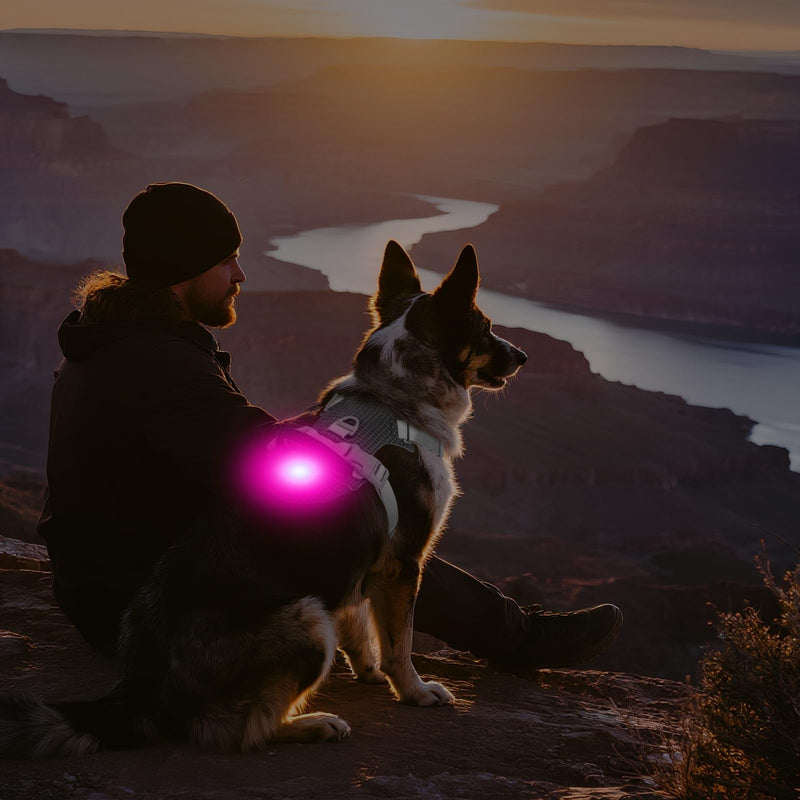 Joytale Lightweight Light Up Dog Harness, Rechargeable No-Pull LED Dog Harness with Detachable Light Box, Airtag Holder, Adjustable for Night Walking, Running & Everyday Use, Black, M - PawsPlanet Australia