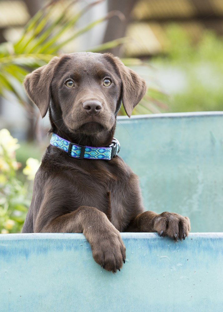 LupinePet Originals 1/2" Rain Song 10-16" Adjustable Collar for Small Dogs 1/2"W; 10-16" Neck - PawsPlanet Australia