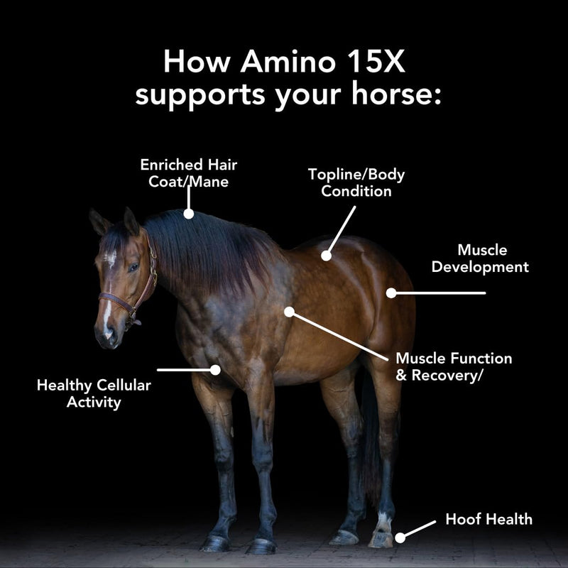 MVP Amino 15X (1.5lb) Supports Healthy Muscle Function, Development and Recovery in Horses. 1.5lb