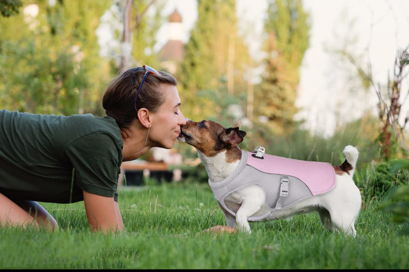 Dog Cooling Vest Breathable Mesh Dog Jacket Summer Cool and Comfortable Dog Coat Adjustable with Reflective Strip Pet Clothes Suitable for Large Medium and Small Dogs (M, New-Pink) Rose clair