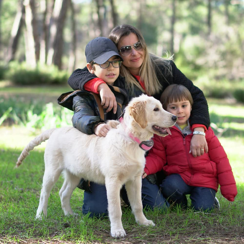 PetJoy Bark Collar for Dogs, Bark Shock Collar Automatic, Anti Barking Collar with Beep & Shock, Bark Collar Adjustable Sensitivity for All Breeds of Dogs Fen - PawsPlanet Australia