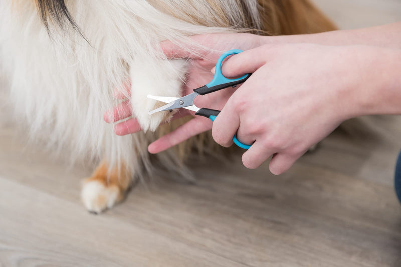 Trixie Face and Paw Scissor for Dog, 9 cm, Black - PawsPlanet Australia