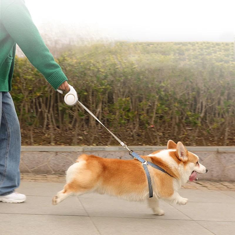 Retractable Dog Leash 5m (White)