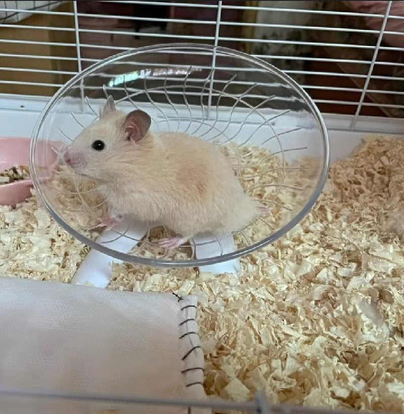Funny Hermit Crab Running Wheel Climb Toy, Hamster Reptiles Running Flying Wheel Saucer, Cute Running Wheel for Guinea Pig Small Pet Animals Tree Frog Hamster Lizard Salamander Hermit Crab (White) White - PawsPlanet Australia