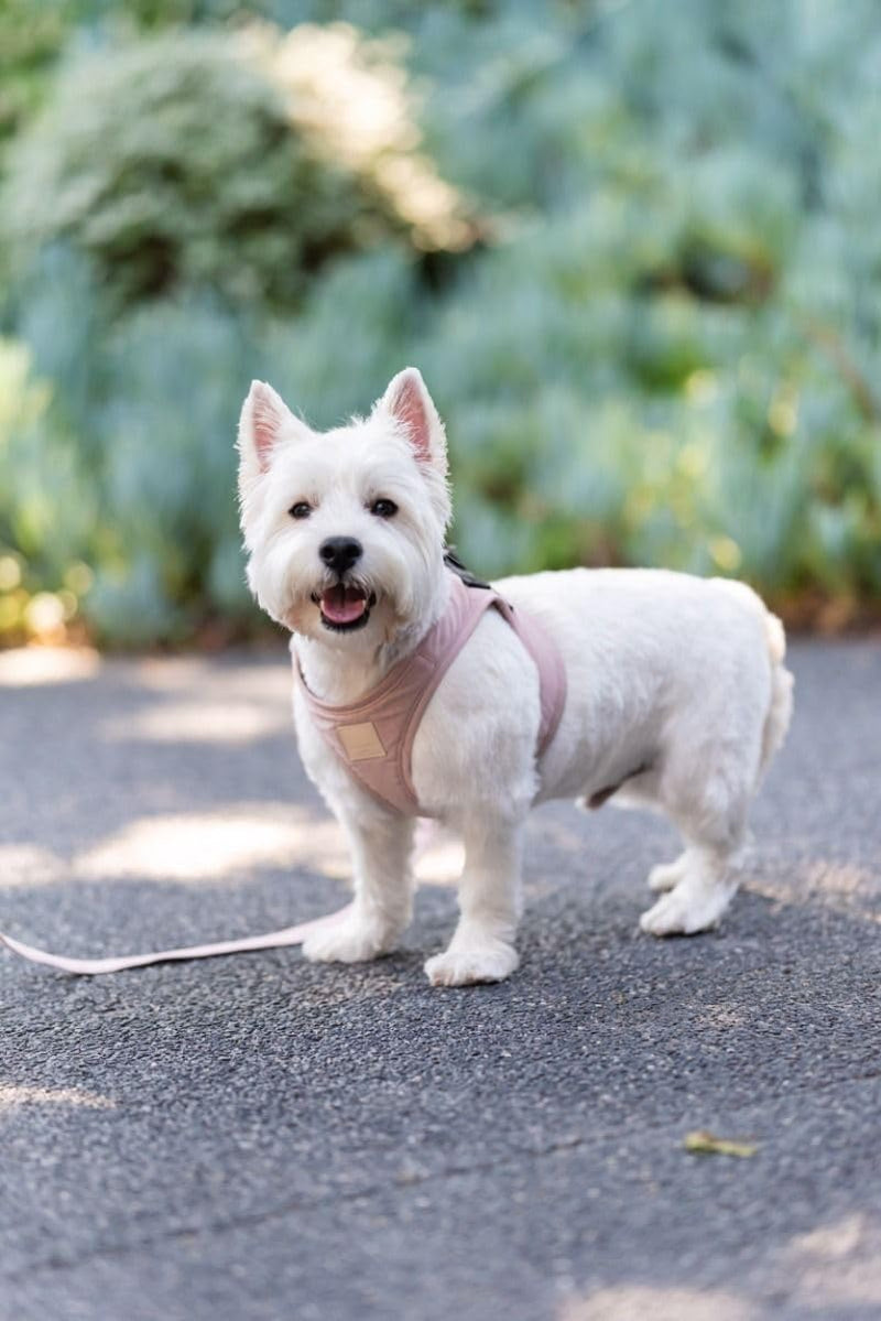 FuzzYard Life Step in Dog Harness | Size XS | Stylish Premium Cotton Design in Soft Blush Perfect for Everyday Walks Extra Small - PawsPlanet Australia