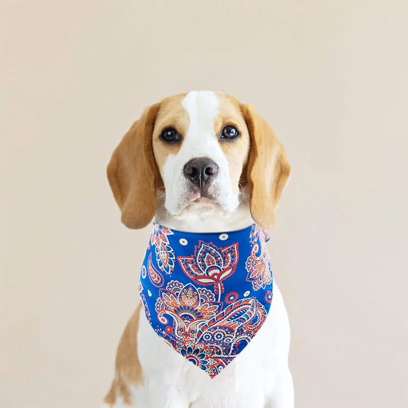 30 Pcs Paisley Bandanas for Dog Cats Polyester Print One Side Bandana Bulk for Small Middle Dogs Breed Reversible Triangle Bandana Girl Boy Grooming M 30Pcs Paisley -Medium - PawsPlanet Australia