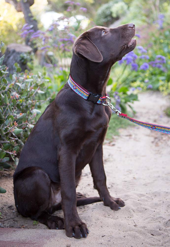 Lupine Dog Collar 1" Wide El Paso Design adjusts 16-28" Long - PawsPlanet Australia