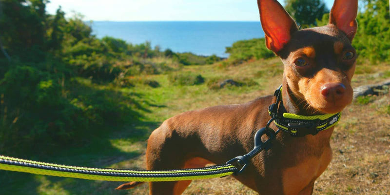 Truelove Reflective Dog Leash Puppy Walking Lead, Padded Pet Chain Rope Length 110cm Truelove TLL2111 Large Neon Yellow - PawsPlanet Australia