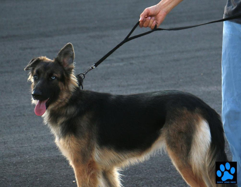 Heavy Duty Double Handle Traffic Dog Leash Reflective Nylon 6 Foot - We Donate a Leash to a Dog Rescue for Every Leash Sold (Black)