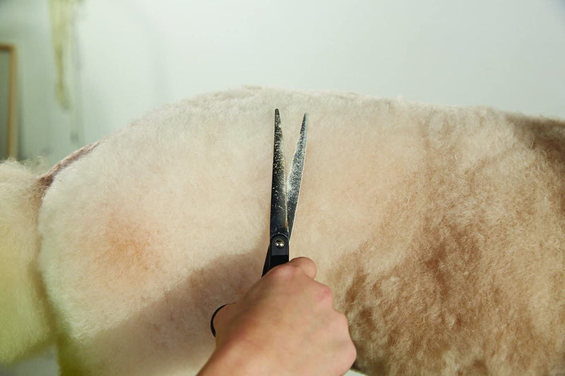 Andis Premium 6.25" Straight Shear - Left Handed Professional Dog and Cat Grooming - PawsPlanet Australia