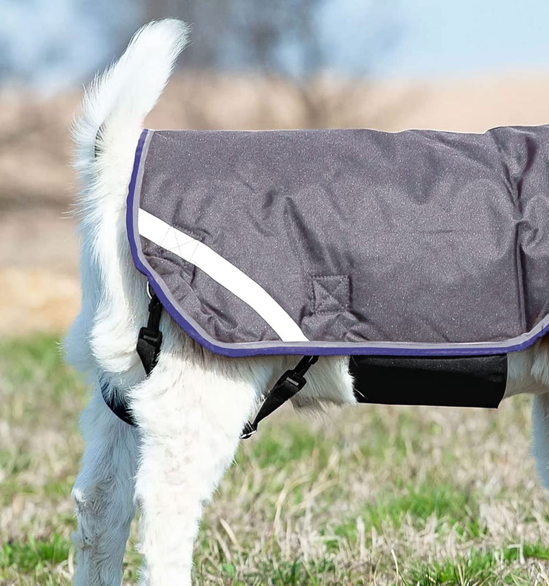 Horseware Ireland Breathable Waterproof Windproof Cold Weather Adjustable Goat Coat (100g Fill) Excalibur/Silver/Strong Blue/Black XX-Large - PawsPlanet Australia