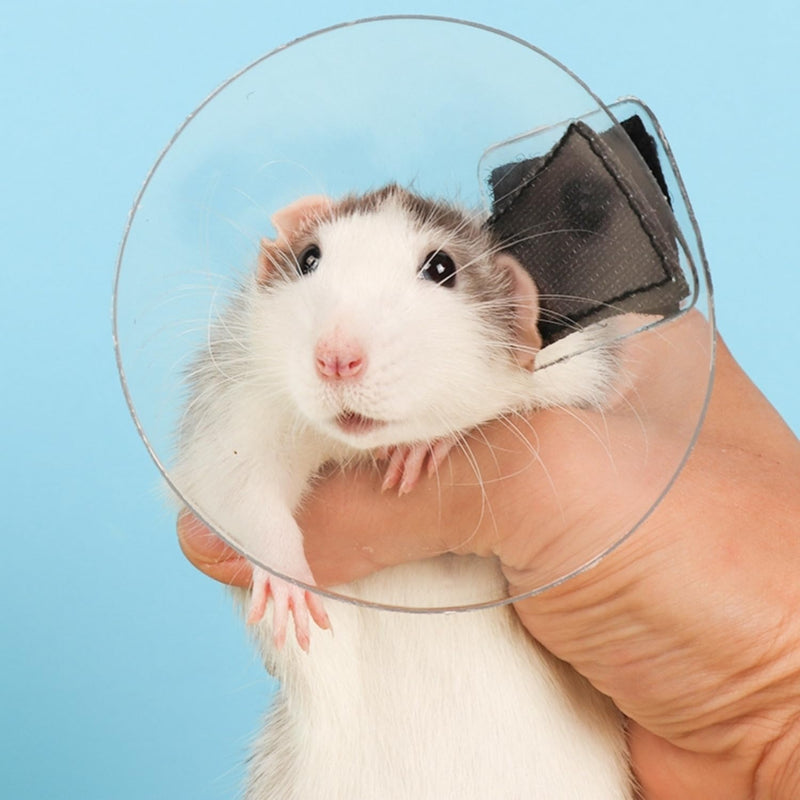 Sugar Glider Recovery Cone - Adjustable Protection Collar Soft Recovery Collar for Rat Bird Hamster Rabbit Guinea Pig After Surgery Wound Healing Elizabeth Neck E Collar for Small Animal (M (6-12cm)) M (6-12cm) - PawsPlanet Australia