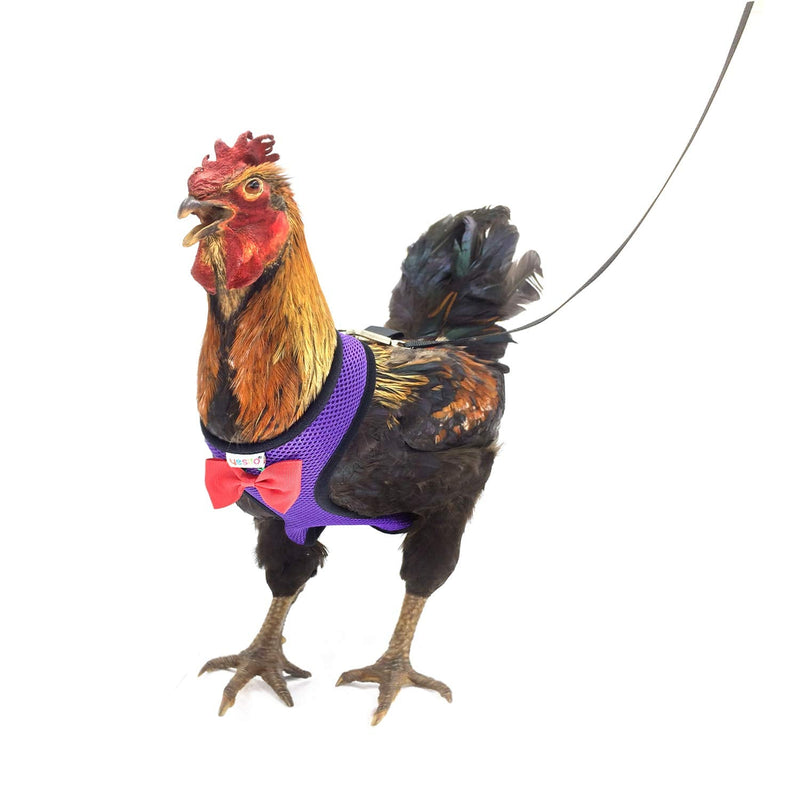 Chicken Harness Hen size With 6-foot Matching belt, Comfortable, Breathable, Small Size, Suitable for Chicken, Duck or Goose Suitable for Weight about 2.3-3.8Pounds, Orange (Small, Dark purple) - PawsPlanet Australia