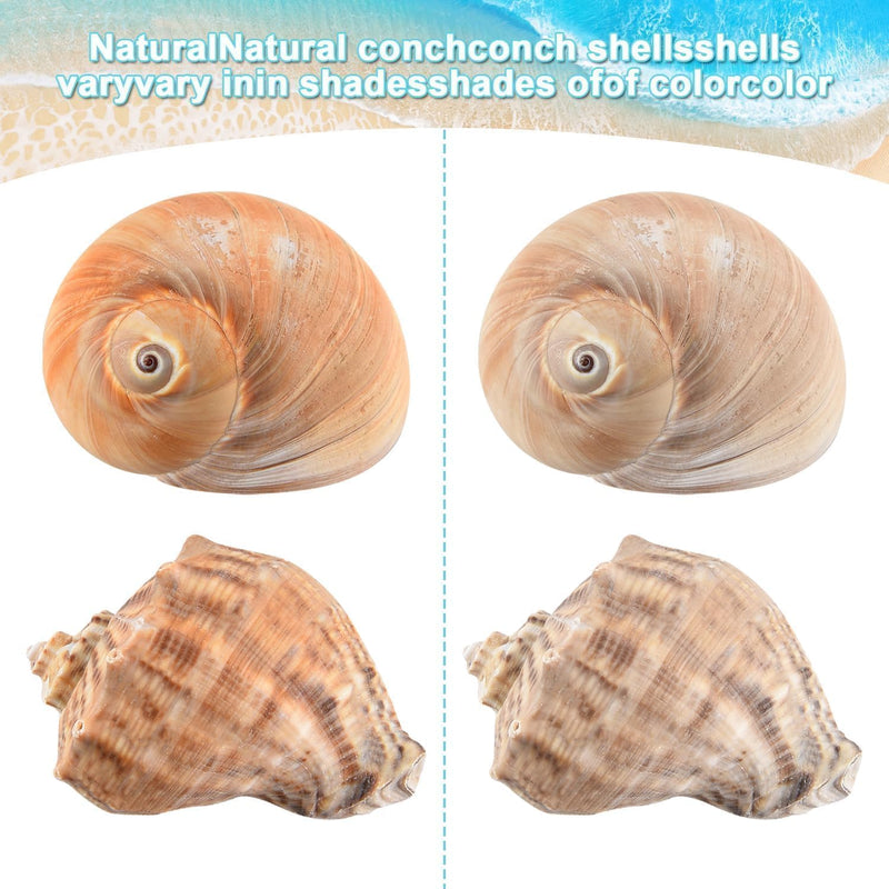 6Pcs Hermit Crab Shells Large, Natural Conch Shell Size 2.8" - 3.8", Opening Size 1.6" - 2.7", Hermit Crab Habitat, Large Sea Shells for Hermit Crab Supplies and Beach Decoration - PawsPlanet Australia