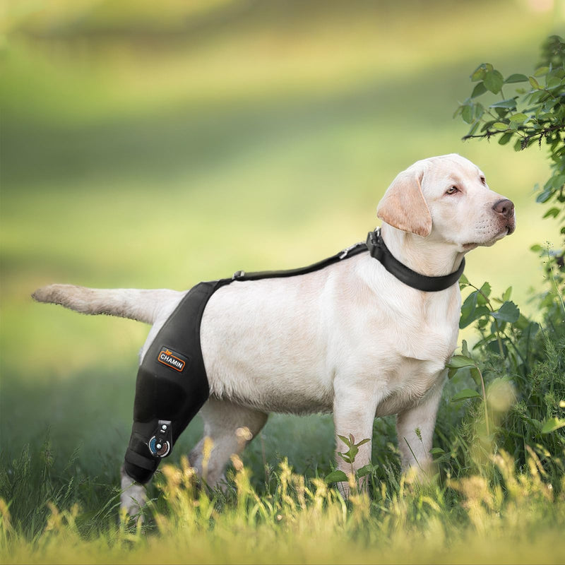 CHAMIN Adjustable Dog Knee Brace for Torn ACL Hind Leg, Support for Tear Ligament, Osteoarthritis, Rear Leg Limp, Recovery After Surgery,et(Right Leg,XL) Right Leg XL
