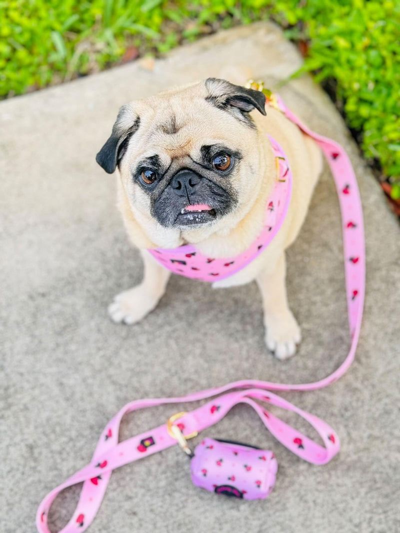 Medium Dog Harness and Leash Set – No Pull Harness, Leash, Collar & Poop Bag Holder – Matching Set with Gold Hardware – Breathable, Adjustable, Stylish, and Comfortable for Daily Walks - Pink Bees Medium - PawsPlanet Australia
