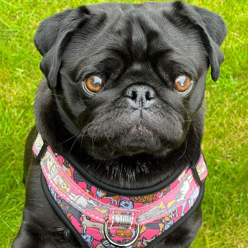 Eco Chic Recycled Comfort Pet Harness Adjustable No-Pull Reflective Padded Dog Vest Harness (4x4 Black Small)