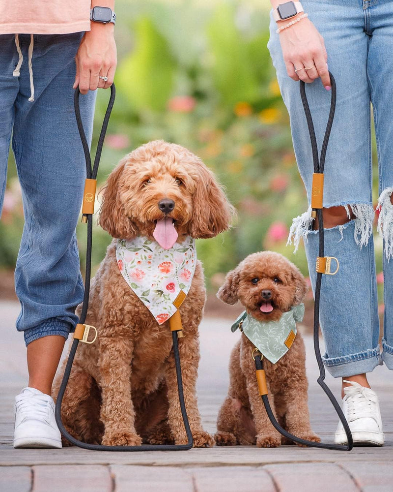 Remy+Roo Manhattan Black Heavy Duty Dog Leash - 5 ft, Custom Waste Bag Ring, Double Stitched Leather, Lobster Clasp, Brass Finish - Suitable for Large, Medium & Small Dogs - PawsPlanet Australia