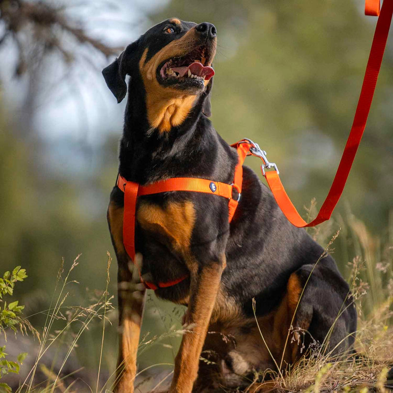 Blueberry Pet Essentials Dog Harness and Leash Set - Large Orange Vermilion Dog Collar and Leash Set for Eco-Conscious Owners, Adjustable, Durable, 4 ft Leash, Ideal for Active Pet Parents Orange Vermilion - Collar + Leash + Harness - PawsPlanet Australia