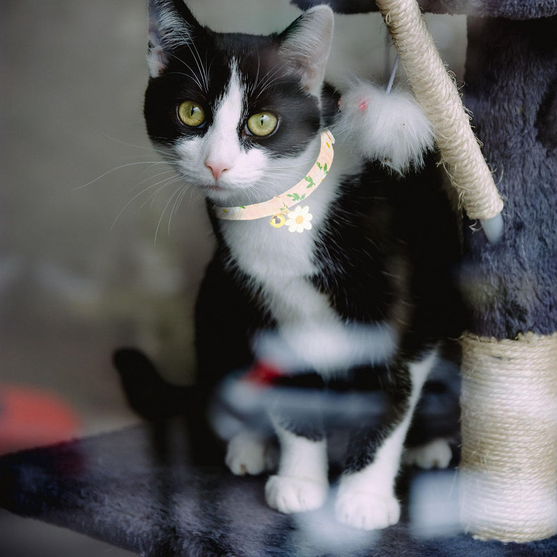 4 Pack Cotton Breakaway Cat Collar with Bell,Safety Adjustable Cat Collars Set with Flower Pendant,Ideal for Girl Cats Boy Cats Daisy - PawsPlanet Australia