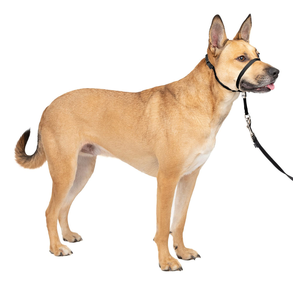 PetSafe Gentle Leader No-Pull Dog Headcollar - The Ultimate Solution to Pulling - Redirects Your Dog's Pulling for Easier Walks - Helps You Regain Control - Medium, Black