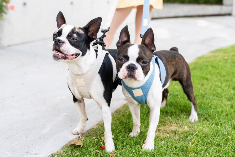 FuzzYard Life Step in Dog Harness | Size XL | Stylish Premium Cotton Design in Sandstone Perfect for Everyday Walks Extra Large - PawsPlanet Australia