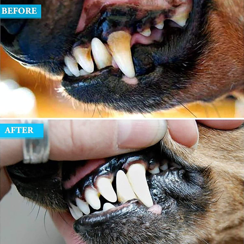 8 Pcs Dog Tartar Remover Pet Teeth Cleaning Tool, Cat Plaque Off Calculus Remover, Dog Tooth Scaler and Scraper, Stainless Steel Dental Forceps for Dogs and Cats Oral Care - PawsPlanet Australia