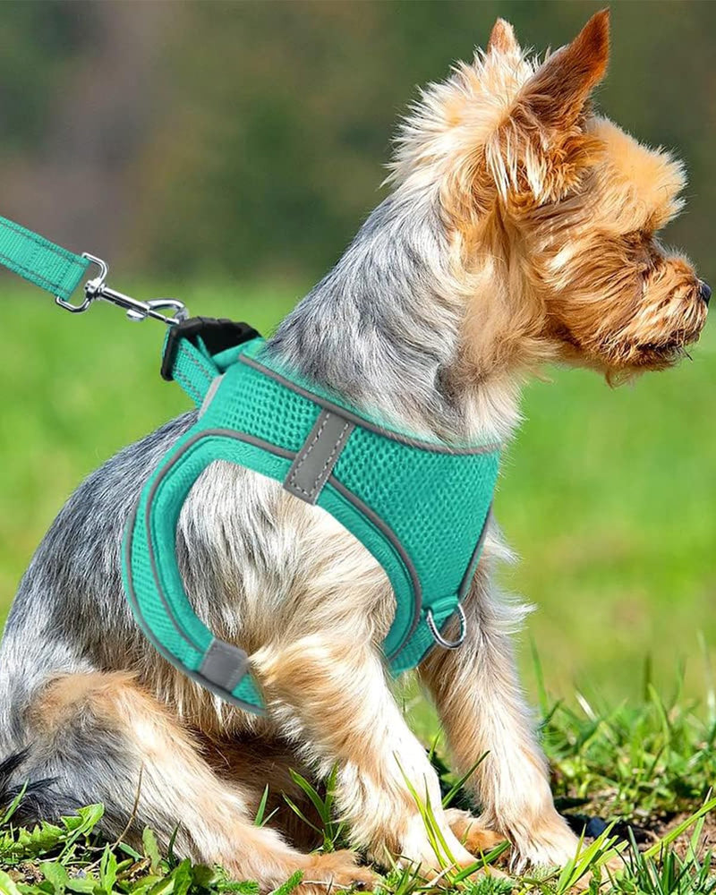 Joytale Small Dog Harness, Breathable Mesh Step-in Vest, Reflective Soft Padded Harnesses Small Sized Dog for Walking, Teal, S S--Chest: 15-16.5'' - PawsPlanet Australia
