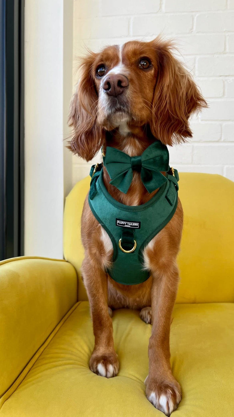 Emerald Green Velvet Dog Collar Bowtie – Comfortable Luxury Adjustable Dog Collar with Detachable Bow Tie Safety Buckle for Puppy Small Medium Dogs and Cat Kitten (Extra Extra Small) Extra Extra Small