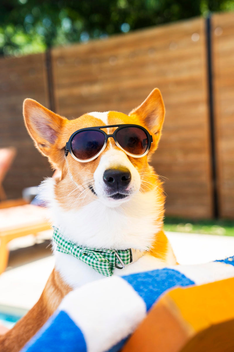 King Sunglasses for Dog - UV Protective Lenses, Debris Protection, Pannus Prevention, Invisible Chinstrap, Interchangeable Lenses, NYC Design - Sunrise, Medium - PawsPlanet Australia