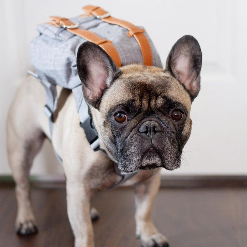 Cute Dog Backpack for Dogs to Wear Puppy Backpacks Adjustable Pet Self Carrier Bag with Harness Buckle for Hiking Daily Walking, Grey - PawsPlanet Australia