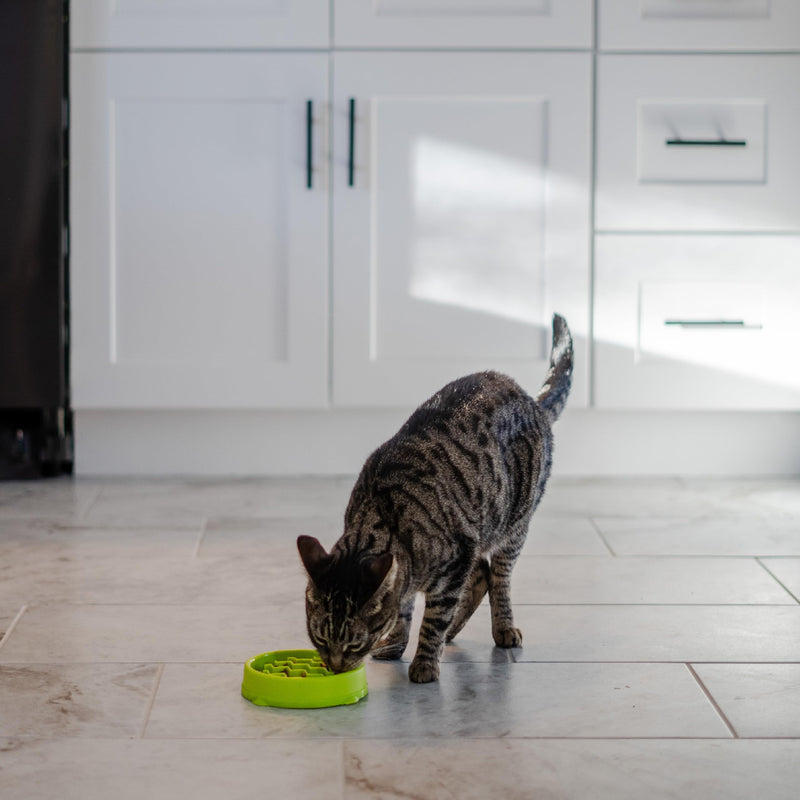 Catstages Kitty Slow Feeder Cat Bowl, Green Green Bowl - PawsPlanet Australia