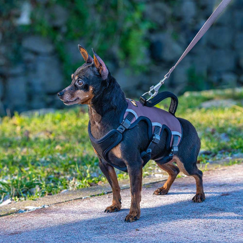 Ferplast Dog Harness Small Dog ERGOTREKKING EXTRA SMALL, Escape Proof Dog Harness, Greyhound, Adjustable Harness for Dogs, Reflective, Padded, 6 Closures, Ideal for Trekking XS Brown - PawsPlanet Australia