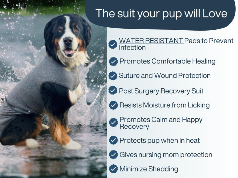 Dog Recovery Suit After Surgery – Body Suit for Female Spay & Male Neuter with Washable Pads, Post-Surgery Onesie for Dogs, X-Large (Grey) - PawsPlanet Australia