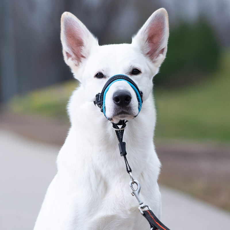 GoodBoy Dog Head Halter with Safety Strap - Stops Heavy Pulling On The Leash - Padded Headcollar for Small Medium and Large Dog Sizes - Head Collar Training Guide Included (Size 3, Blue) Size 3 (Pack of 1) Black Nylon / Blue Padding