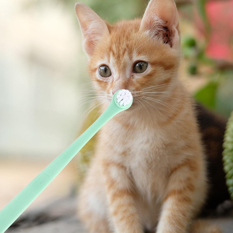 Didiseaon Household Cat Toothbrush for Teeth Cleaning and Gum Massage, Made of Plastic and TPE with Non-Slip Handle, 6 Pieces, for Dogs and Cats in the Household