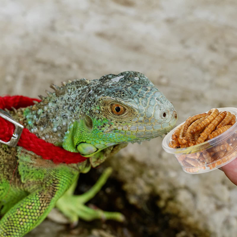 EBOOT 500 Pcs Gecko Food and Water Cups Small Plastic Feeder Cups Reptiles Accessories Reptile Water Bowl Gecko Food Cups Reptile Feeding Bowls for Gecko Lizards Tarantula and Other Small Pets (0.5oz) 0.5oz