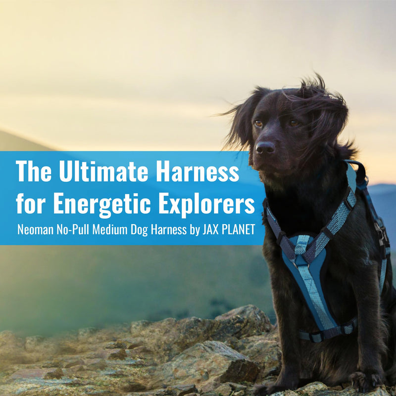 No-Pull Dog Harness with Handle - Escape Proof, Anti-Pulling, Grip Control, Multi-Angle Reflective for Safe Walks & Training, Easy On & Off, Metal Buckle–Pet Harness, Medium/Large Dogs- H4- Orange L:Neck19.7"~27.6",Chest24.8"-33.5" - PawsPlanet Australia