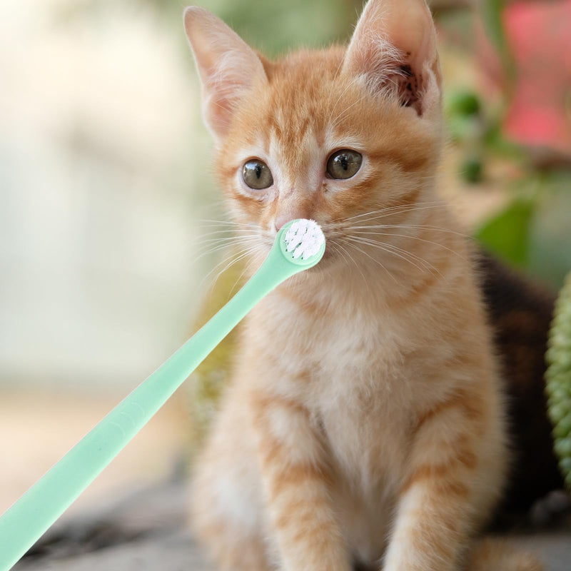 Lurrose 6-pack Toothbrushes for Cats and Dogs, Multifunctional with Teeth Cleaning and Gum Massage, Made of Durable Plastic and TPE for Household Use