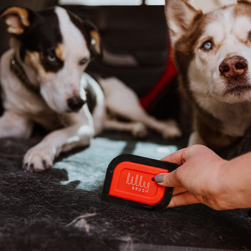 Lilly Brush Mini Pet Hair Detailer | Reusable Fur Remover for Car Interior, Carpet, Couch & Furniture - PawsPlanet Australia
